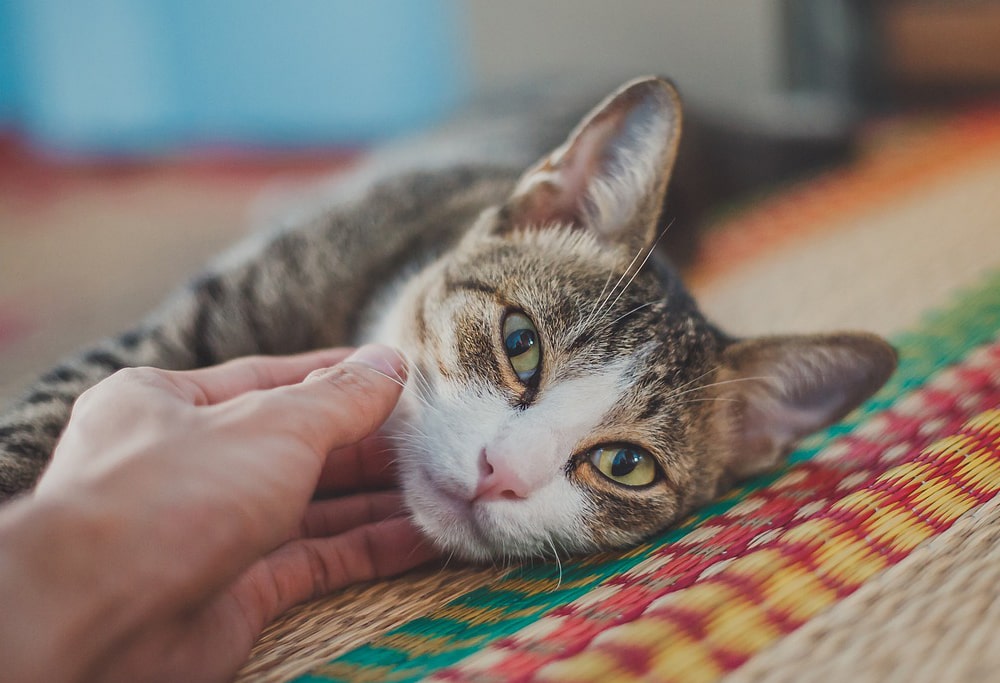 gato-min