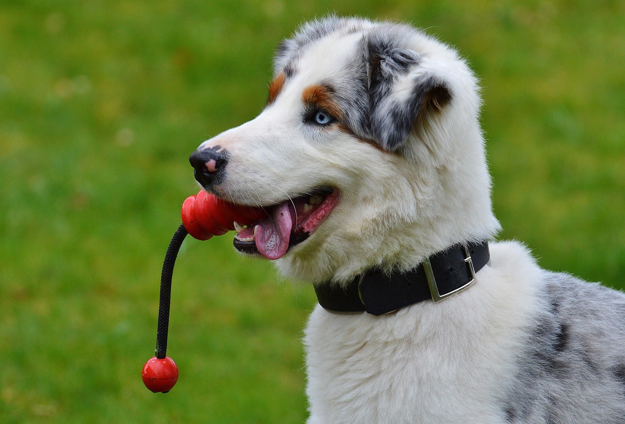 perro jugando